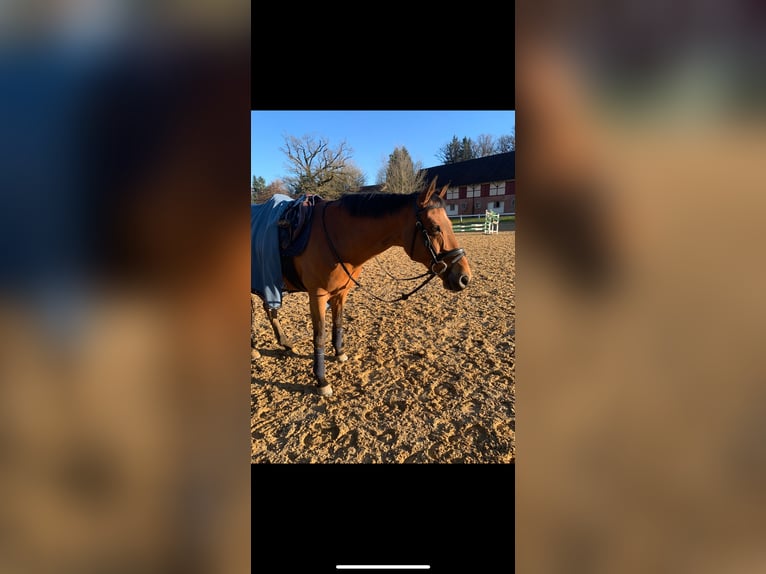 Francés de silla (Selle francais) Caballo castrado 17 años 160 cm Castaño in Bayreuth