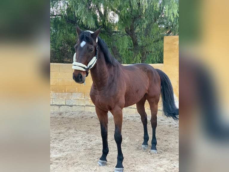 Francés de silla (Selle francais) Caballo castrado 18 años 174 cm Castaño in Cabo De Las Huertas