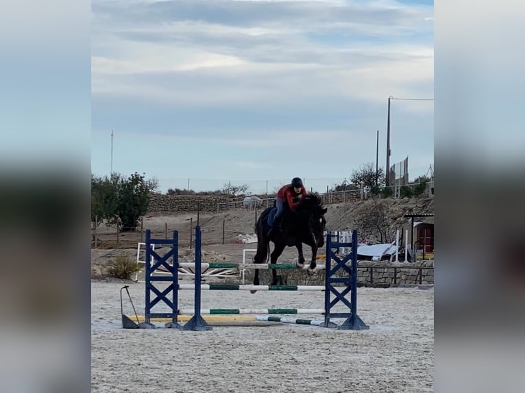 Francés de silla (Selle francais) Caballo castrado 18 años 174 cm Castaño in Cabo De Las Huertas