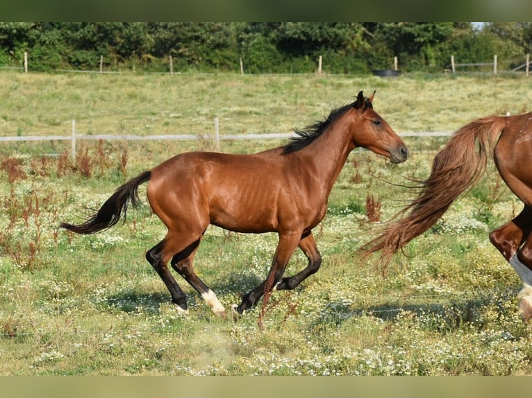 Francés de silla (Selle francais) Caballo castrado 2 años 150 cm Castaño in Montmaur