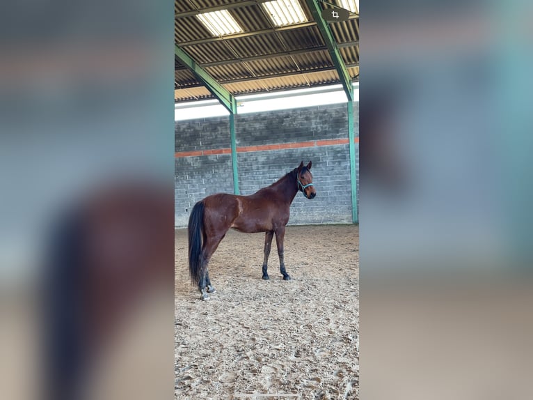 Francés de silla (Selle francais) Caballo castrado 2 años 160 cm Castaño in Vacquiers