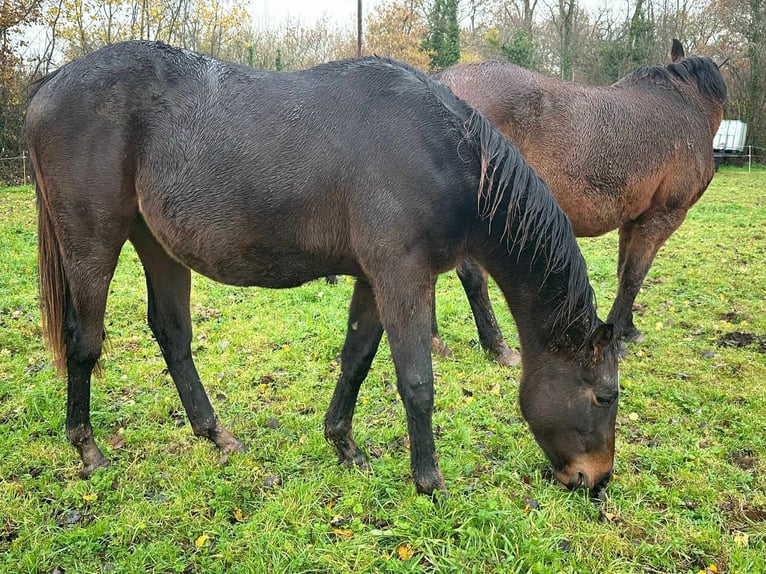 Francés de silla (Selle francais) Caballo castrado 2 años 165 cm Morcillo in THEREVAL