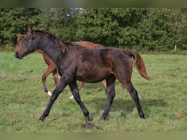 Francés de silla (Selle francais) Caballo castrado 2 años 165 cm Morcillo in THEREVAL