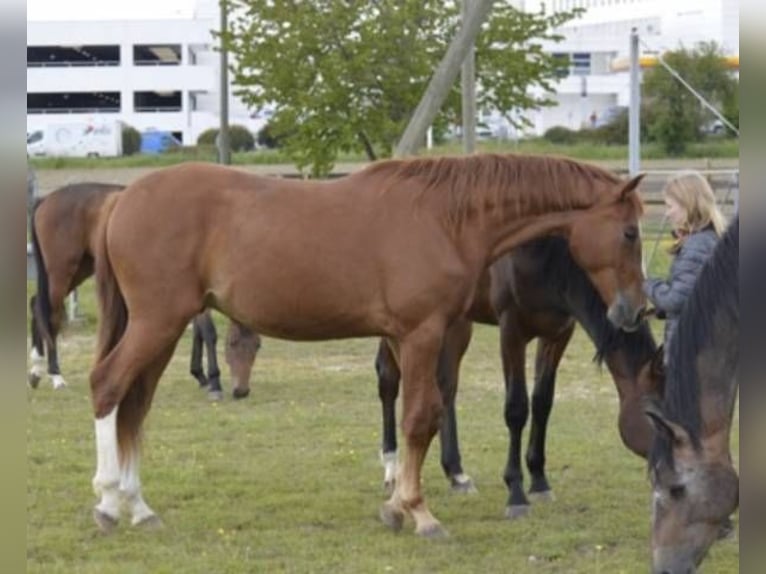 Francés de silla (Selle francais) Caballo castrado 2 años 170 cm Alazán in Signy Avenex