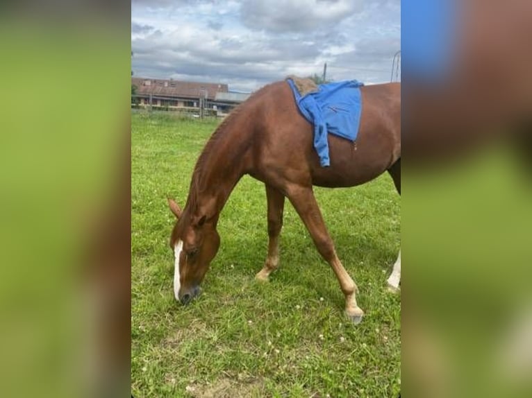 Francés de silla (Selle francais) Caballo castrado 2 años 170 cm Alazán in Signy Avenex