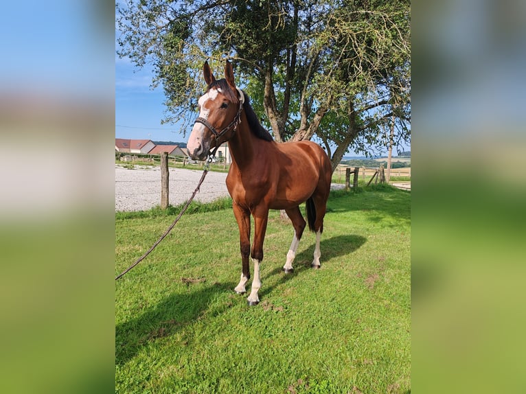 Francés de silla (Selle francais) Caballo castrado 2 años 170 cm Castaño in Dampierre