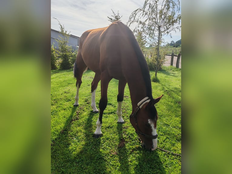 Francés de silla (Selle francais) Caballo castrado 2 años 170 cm Castaño in Dampierre