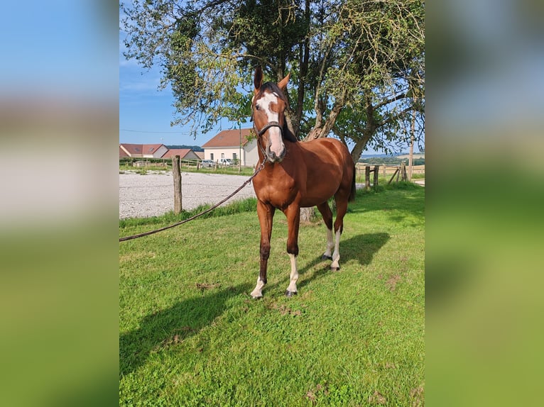 Francés de silla (Selle francais) Caballo castrado 2 años 170 cm Castaño in Dampierre