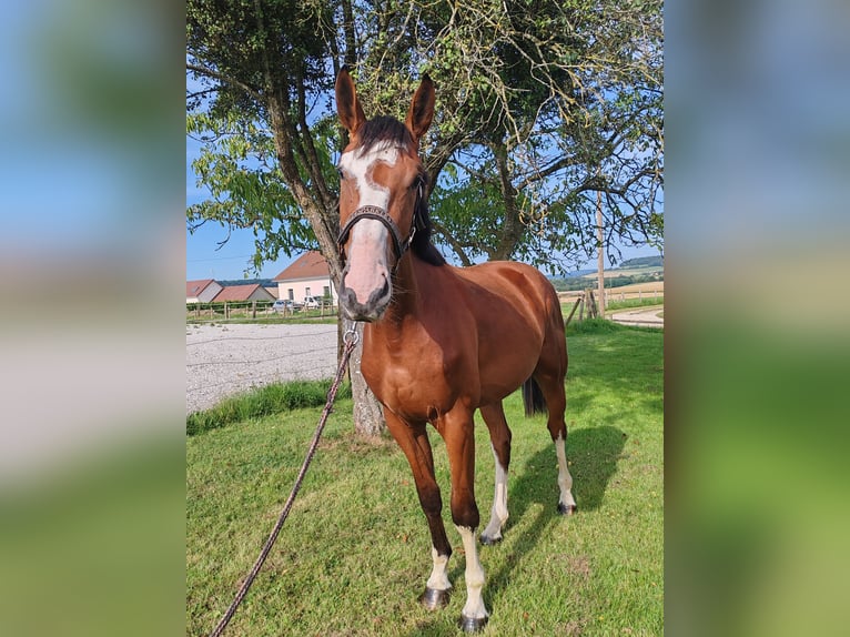 Francés de silla (Selle francais) Caballo castrado 2 años 170 cm Castaño in Dampierre