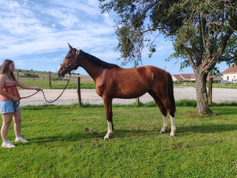 Francés de silla (Selle francais) Caballo castrado 2 años 170 cm Castaño in Dampierre