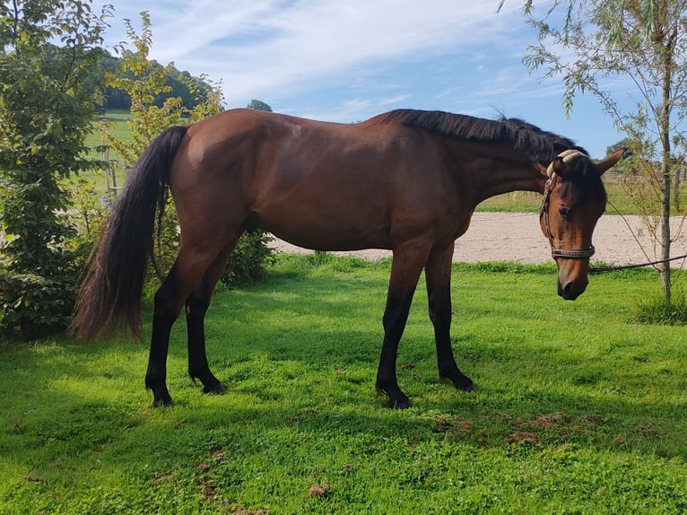 Francés de silla (Selle francais) Caballo castrado 2 años 170 cm Castaño in dampierre