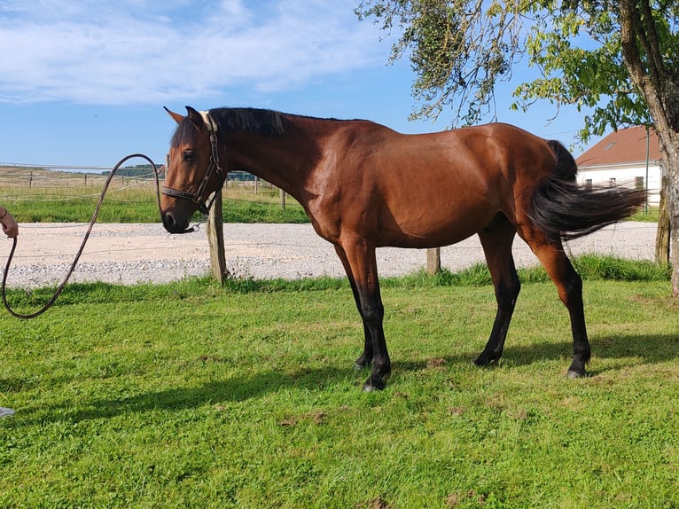 Francés de silla (Selle francais) Caballo castrado 2 años 170 cm Castaño in dampierre