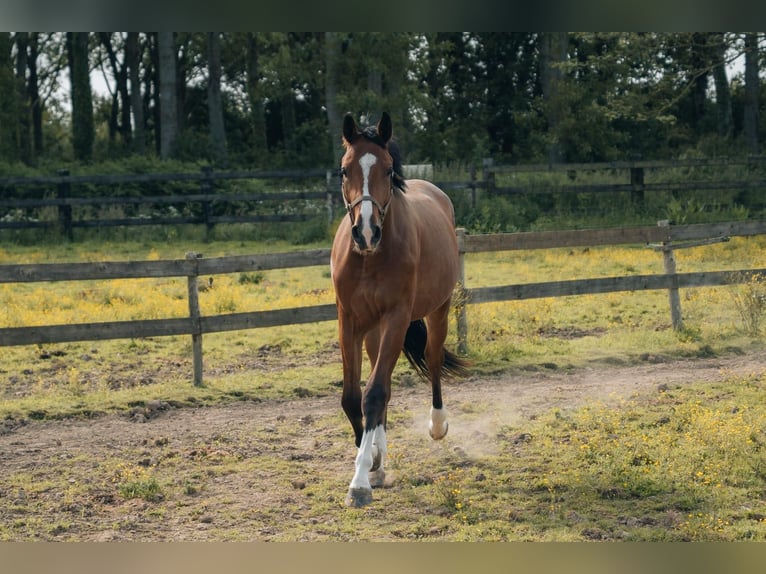 Francés de silla (Selle francais) Caballo castrado 2 años 176 cm Castaño in segré