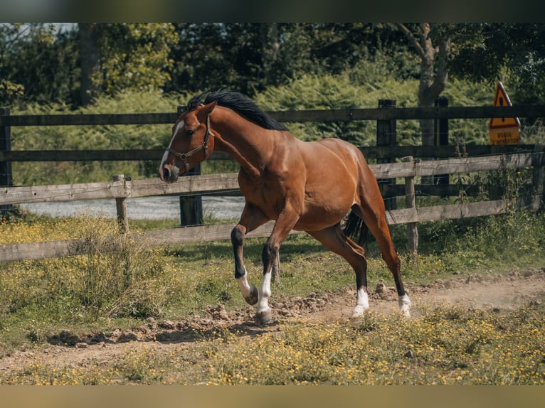 Francés de silla (Selle francais) Caballo castrado 2 años 176 cm Castaño in segré