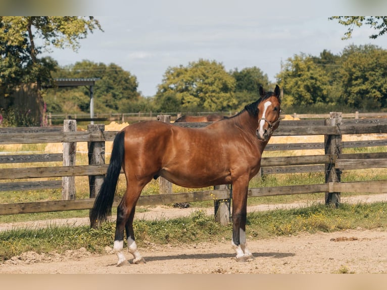 Francés de silla (Selle francais) Caballo castrado 2 años 176 cm Castaño in segré