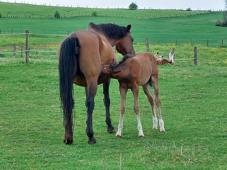 Francés de silla (Selle francais) Caballo castrado 2 años Castaño in DAMPIERRE