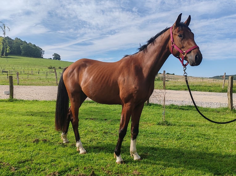 Francés de silla (Selle francais) Caballo castrado 2 años Castaño in DAMPIERRE