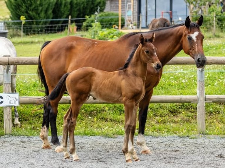 Francés de silla (Selle francais) Caballo castrado 2 años Castaño in Vitrac