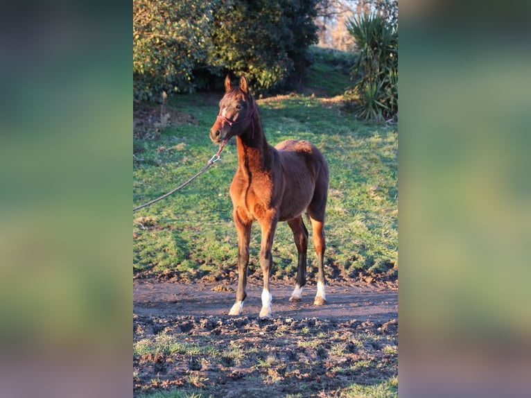 Francés de silla (Selle francais) Caballo castrado 2 años Castaño in Vitrac