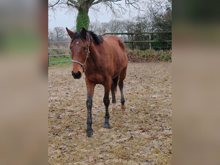 Francés de silla (Selle francais) Caballo castrado 3 años 160 cm Castaño in THEREVAL