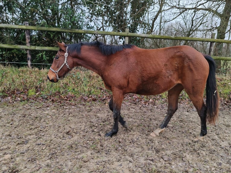 Francés de silla (Selle francais) Caballo castrado 3 años 160 cm Castaño in THEREVAL