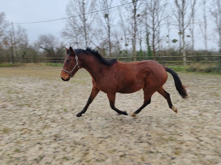 Francés de silla (Selle francais) Caballo castrado 3 años 160 cm Castaño in THEREVAL