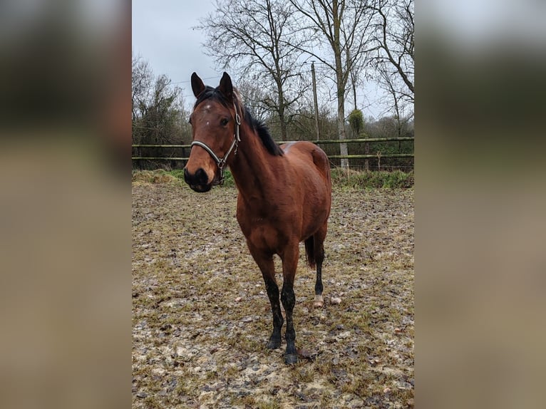 Francés de silla (Selle francais) Caballo castrado 3 años 160 cm Castaño in THEREVAL