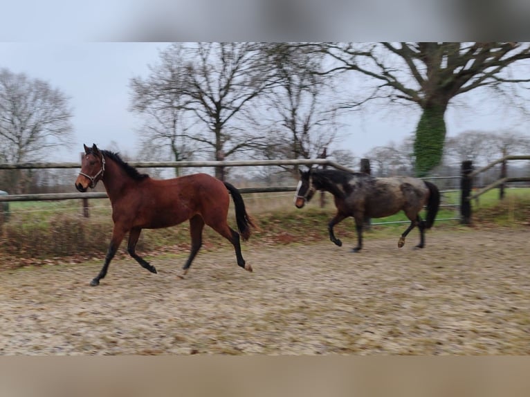 Francés de silla (Selle francais) Caballo castrado 3 años 160 cm Castaño in THEREVAL