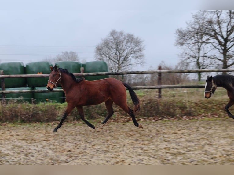 Francés de silla (Selle francais) Caballo castrado 3 años 160 cm Castaño in THEREVAL