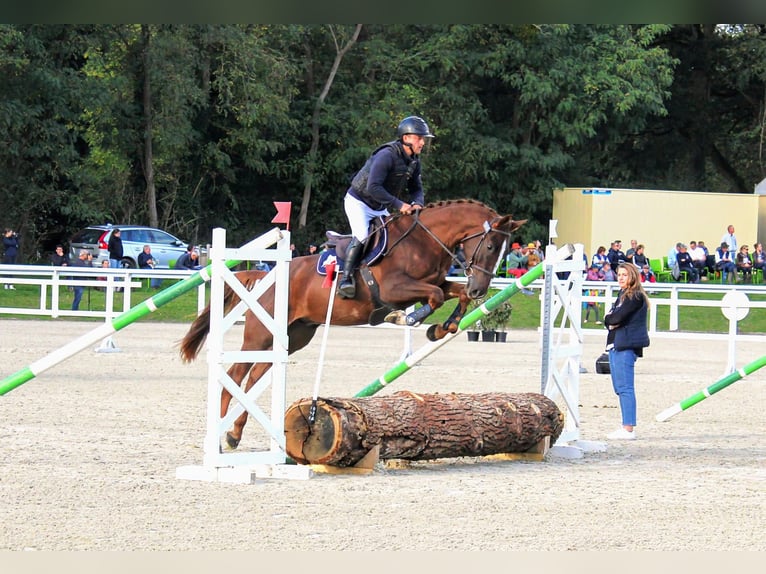 Francés de silla (Selle francais) Caballo castrado 3 años 166 cm Alazán-tostado in champagny sous uxelles