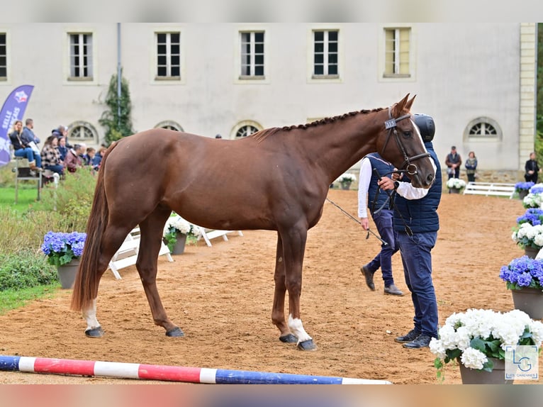 Francés de silla (Selle francais) Caballo castrado 3 años 166 cm Alazán-tostado in champagny sous uxelles