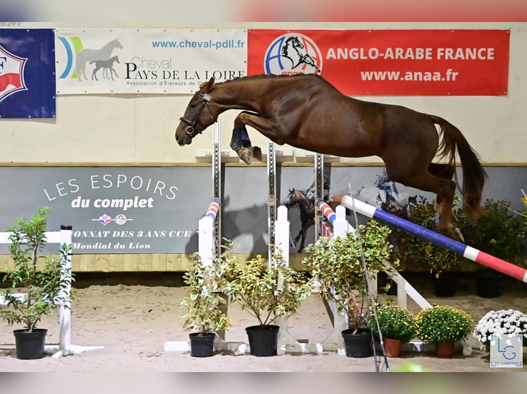 Francés de silla (Selle francais) Caballo castrado 3 años 166 cm Alazán-tostado in champagny sous uxelles