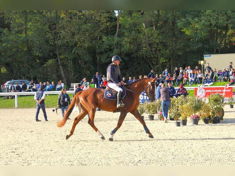 Francés de silla (Selle francais) Caballo castrado 3 años 166 cm Alazán-tostado in champagny sous uxelles