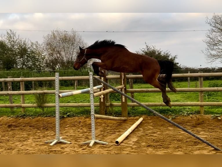 Francés de silla (Selle francais) Caballo castrado 3 años 168 cm Castaño in Saint paterne racan