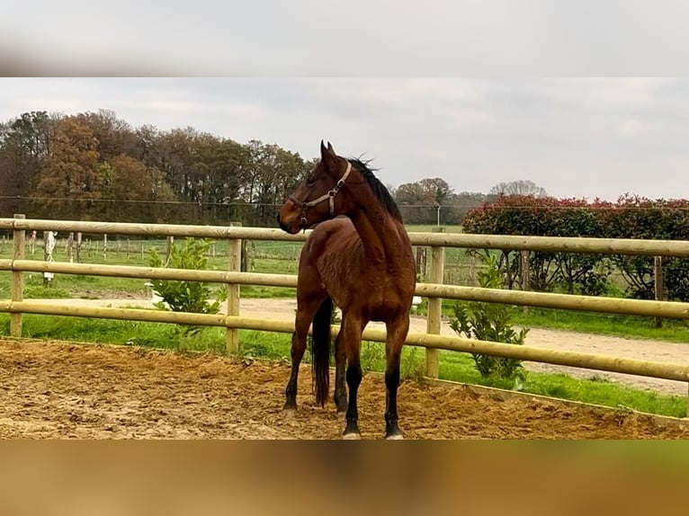 Francés de silla (Selle francais) Caballo castrado 3 años 168 cm Castaño in Saint paterne racan