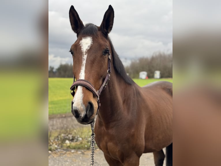 Francés de silla (Selle francais) Caballo castrado 4 años 167 cm Castaño in Linz