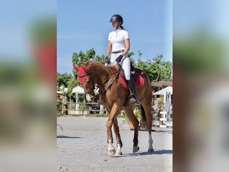 Francés de silla (Selle francais) Caballo castrado 4 años 169 cm Alazán in Palma De Mallorca