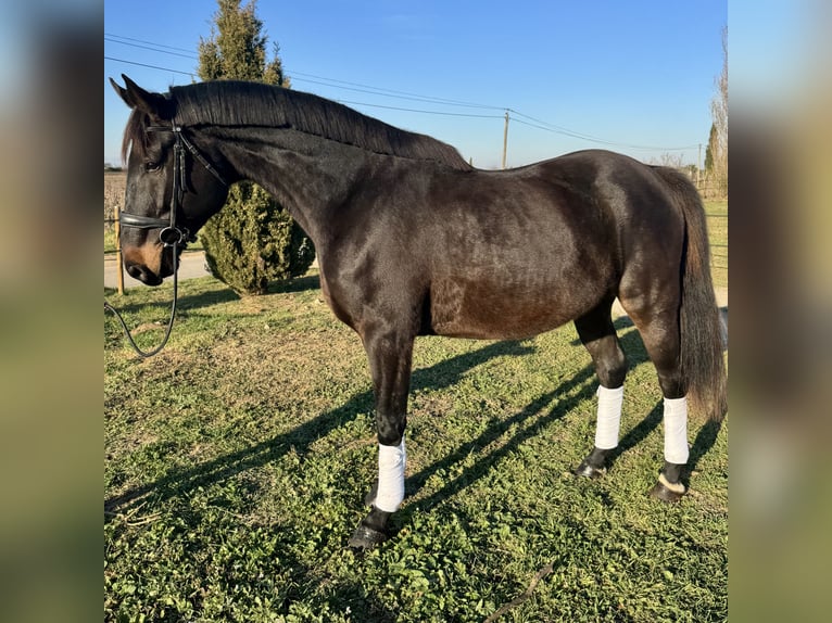 Francés de silla (Selle francais) Caballo castrado 4 años 170 cm Morcillo in Lansargues