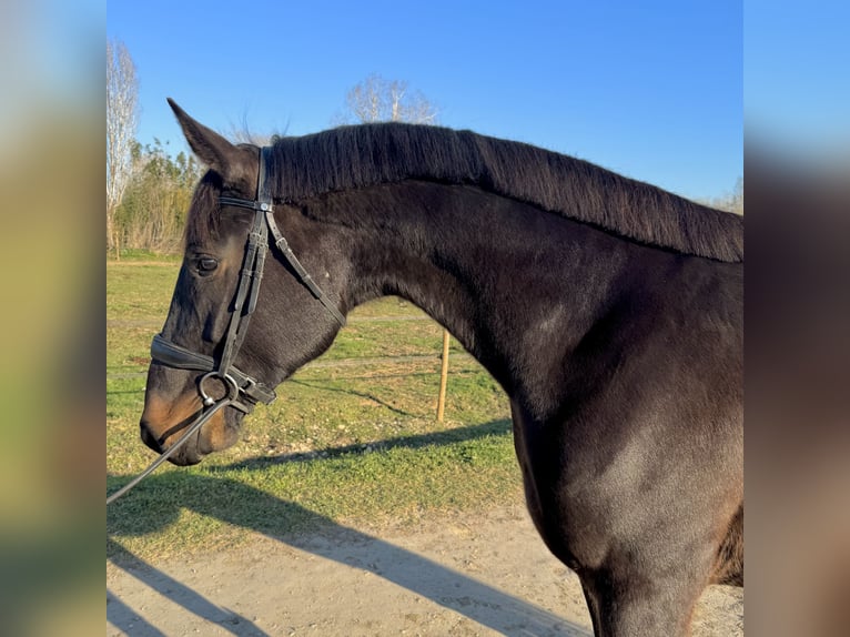 Francés de silla (Selle francais) Caballo castrado 4 años 170 cm Morcillo in Lansargues