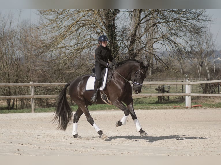 Francés de silla (Selle francais) Caballo castrado 4 años 170 cm Negro in Sardieu