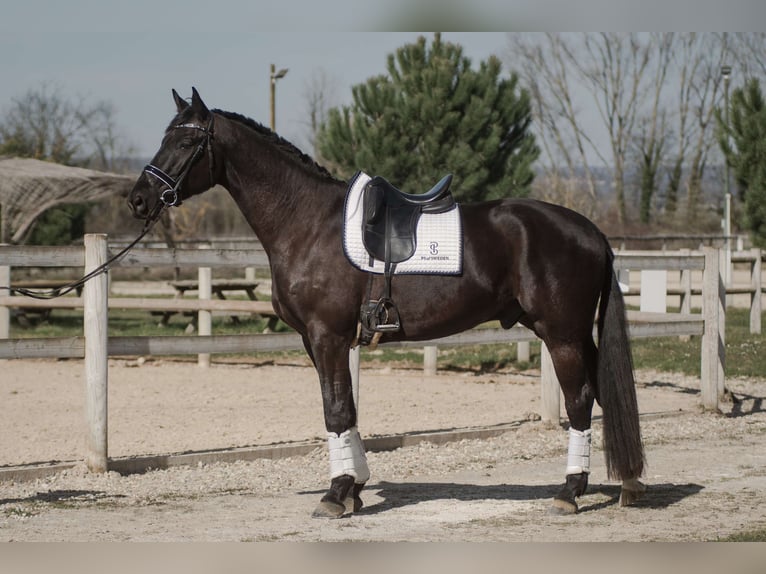 Francés de silla (Selle francais) Caballo castrado 4 años 170 cm Negro in Sardieu