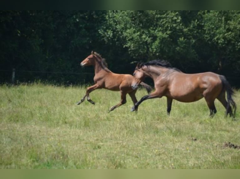 Francés de silla (Selle francais) Caballo castrado 4 años Castaño in La Chapelle en Juger, Basse-Normandie