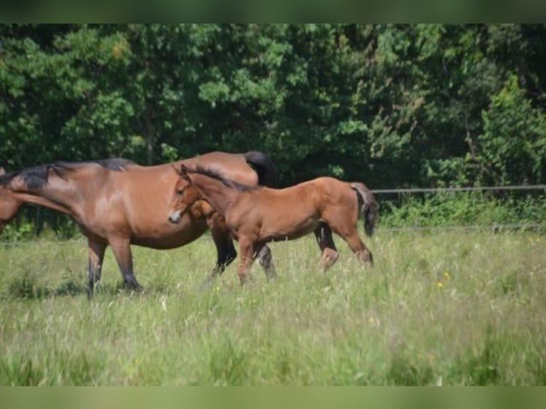 Francés de silla (Selle francais) Caballo castrado 4 años Castaño in La Chapelle en Juger, Basse-Normandie