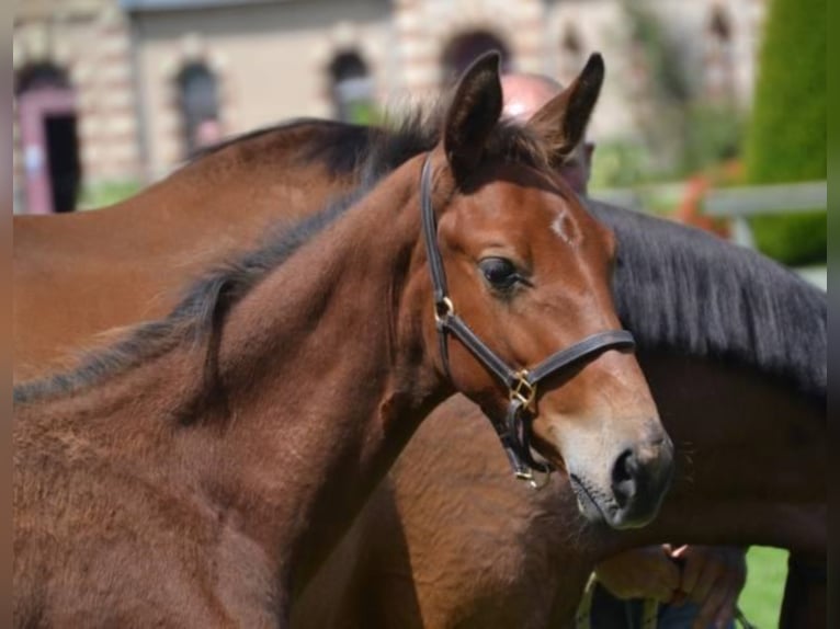 Francés de silla (Selle francais) Caballo castrado 4 años Castaño in La Chapelle en Juger, Basse-Normandie