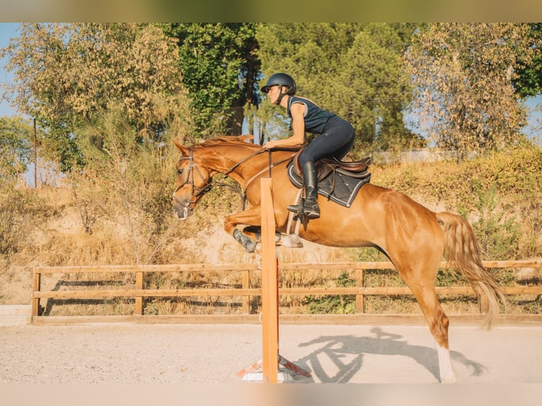 Francés de silla (Selle francais) Caballo castrado 5 años 165 cm Alazán in Pozuelo De Alarcon