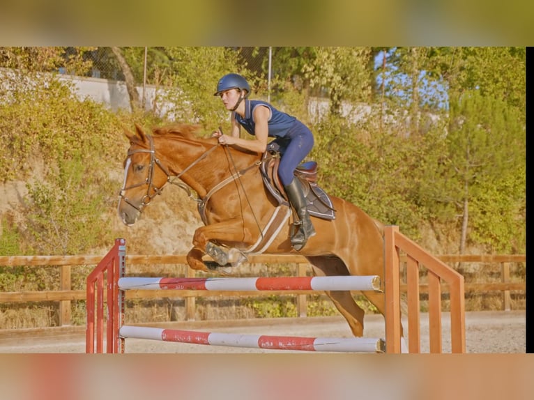 Francés de silla (Selle francais) Caballo castrado 5 años 165 cm Alazán in Pozuelo De Alarcon