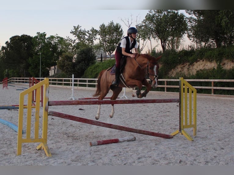 Francés de silla (Selle francais) Caballo castrado 5 años 165 cm Alazán in Pozuelo De Alarcon