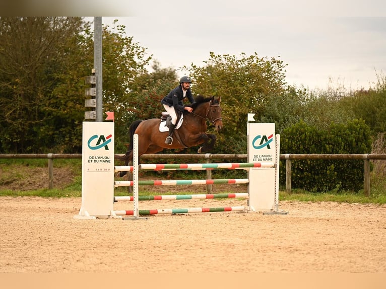 Francés de silla (Selle francais) Caballo castrado 5 años 165 cm Castaño in LA CROIXILLE