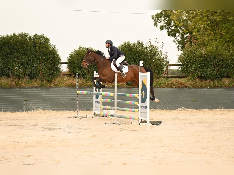 Francés de silla (Selle francais) Caballo castrado 5 años 165 cm Castaño in LA CROIXILLE