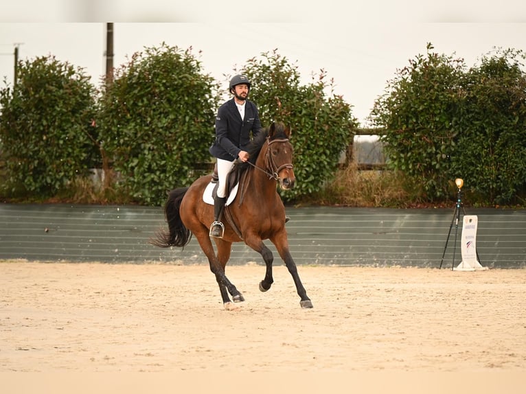 Francés de silla (Selle francais) Caballo castrado 5 años 165 cm Castaño in LA CROIXILLE